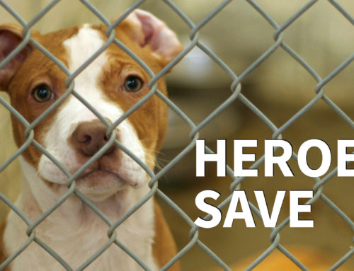 Heroes Save Bryan Animal League