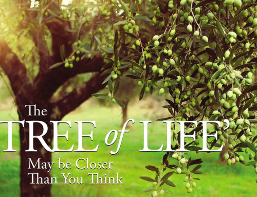 The ‘Tree of Life’