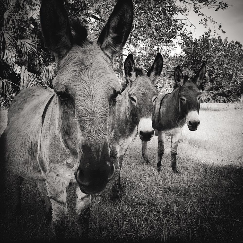 SQ Ossabaw 20 Years story 4